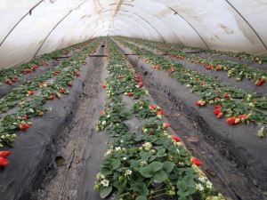 草莓专用膜对土壤的影响